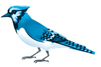 blue jay communications